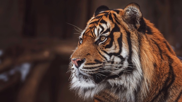 Tiger Wild Wallpaper