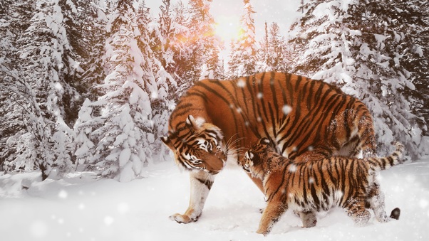 Tiger With Cub 8k Wallpaper