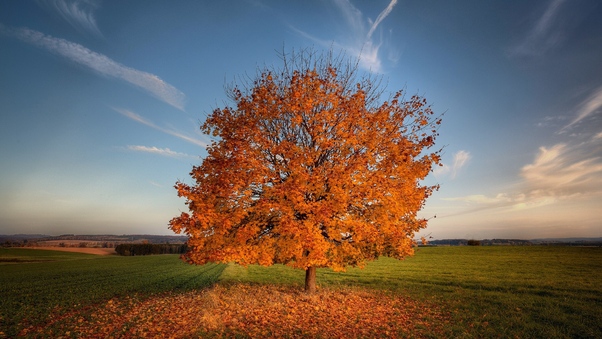 Tree Autumn Field Wallpaper