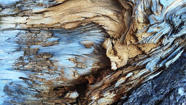 Tree Bark Pattern Wallpaper