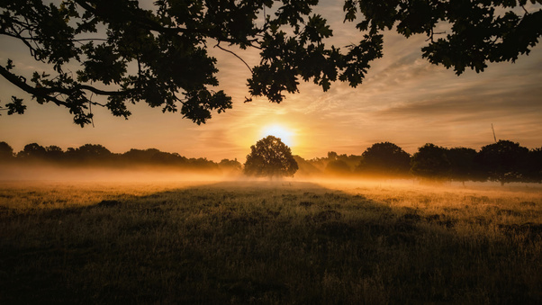 Tree Green Field During Golden Hour 5k Wallpaper