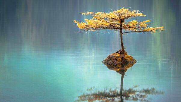 Tree In The Middle Of Lake Wallpaper