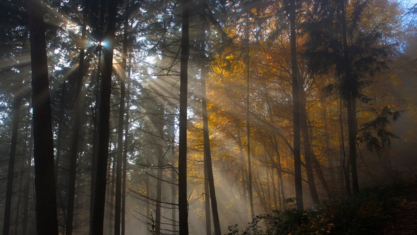 Tree Nature Wood Sun Fog Leaf Dawn Light Wallpaper