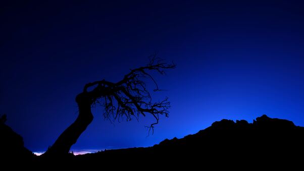Tree Silhouette Under Azure Sky Wallpaper