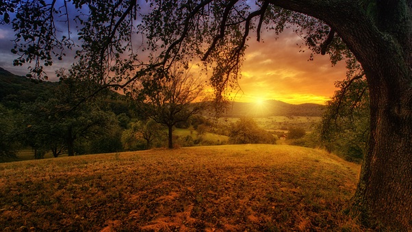 Tree Sun Aesthetic Dawn Landscape Panorama Wallpaper