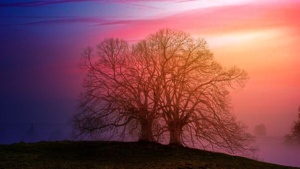 Tree Sunset Dawn 5k Wallpaper