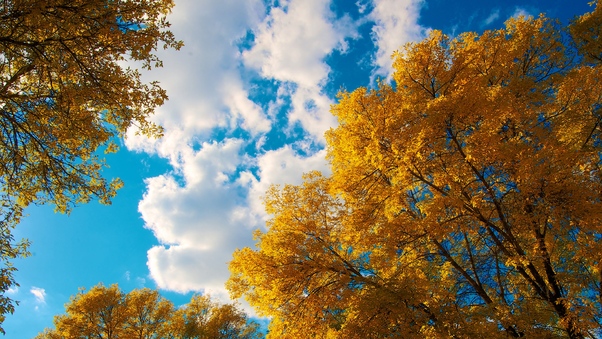 Trees Autumn Clouds Wallpaper