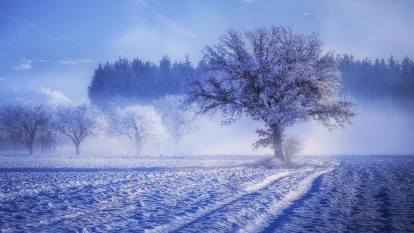 Trees Covered With Snow Fog Landscape Winter 4k Wallpaper