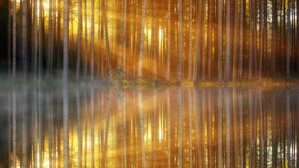 Trees Lakes Sunbeams Wallpaper