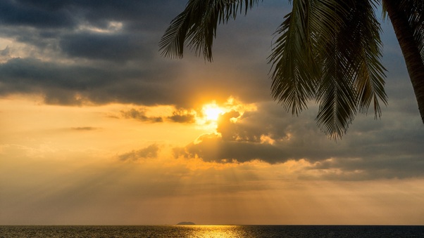 Tropical Palm Tree Beside Sunset Ocean 5k Wallpaper