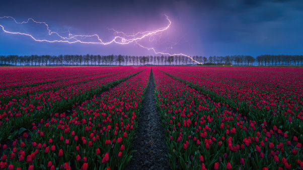 Tulip Field Lightning 4k Wallpaper