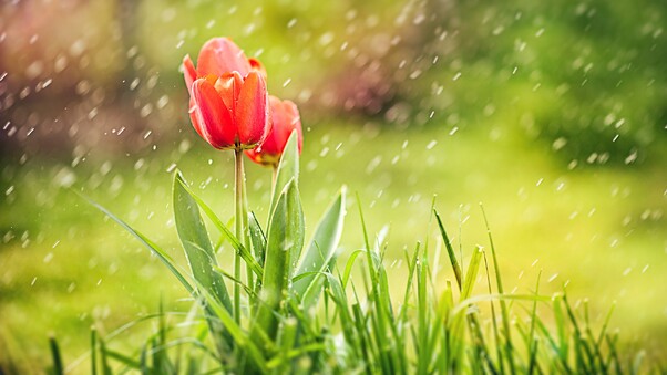 Tulip Rain HD Wallpaper