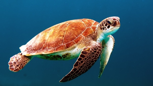 Turtle Reptile Underwater Wallpaper