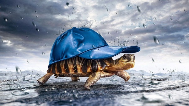 Turtle With Cap Raining Wallpaper
