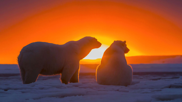 Two Polar Bears Watching Sunset 4k Wallpaper