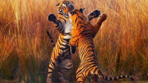 Two Tiger Fightining Wallpaper