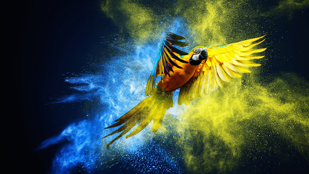 Vibrant Feathers Macaw S Colorful Dance Wallpaper