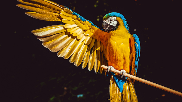 Vibrant Macaw (3000x2000) Resolution Wallpaper