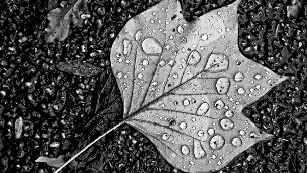 Water Droplets On Leaf Monochrome Wallpaper