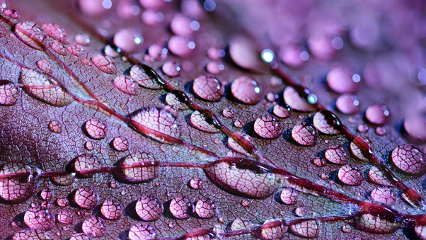 Water Drops On Leaves Wallpaper