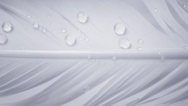Water Drops On White Feather Wallpaper
