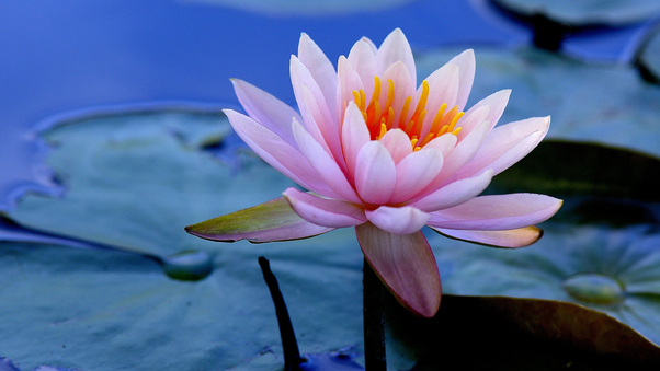 water-lilies-4f.jpg