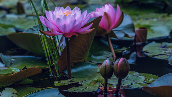 Water Lilies In Pond Wallpaper