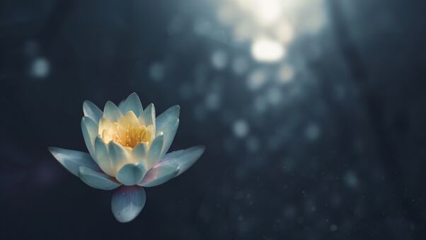water-lily-ku.jpg
