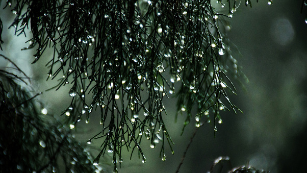 Wet Leaves Raindrops Nature Wallpaper