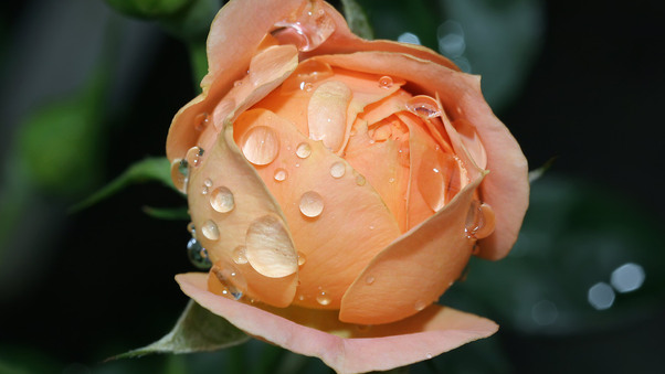 Wet Rose Wallpaper