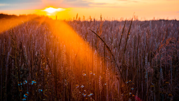Wheat Field Sun Beams Photography 5k Wallpaper