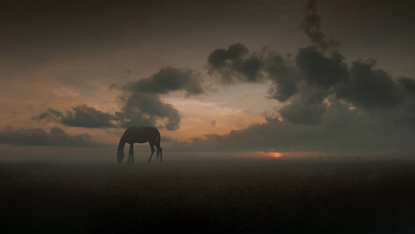 Whispers Of The Wild A Horse S Moment Of Peace In The Meadow Wallpaper