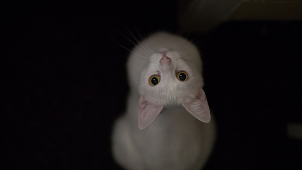 White Cat Eyes Wallpaper