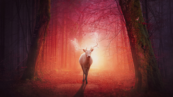 White Deer In Magical Forest 4k Wallpaper