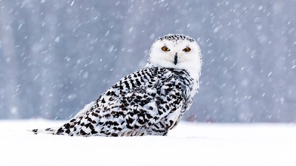 White Owl In Snow 5k Wallpaper