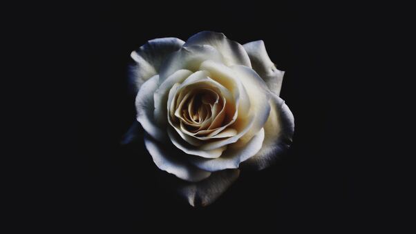 white-rose-oled-5k-u5.jpg