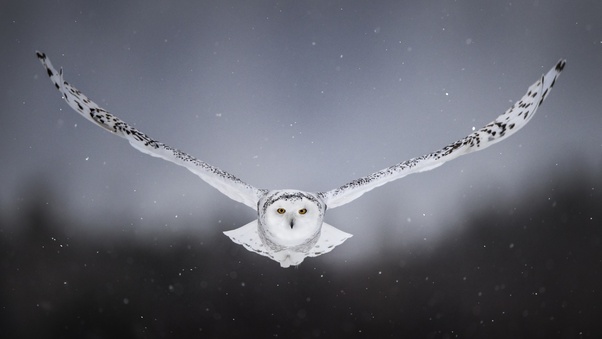 White Snow Owl Flying Wallpaper