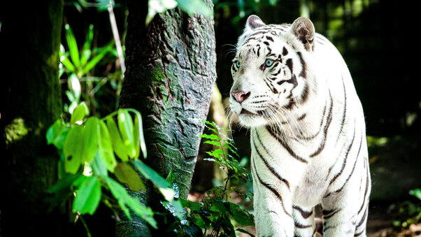 white-tiger-4k-ap.jpg