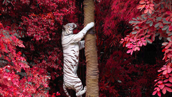 White Tiger Climbing Tree Wallpaper