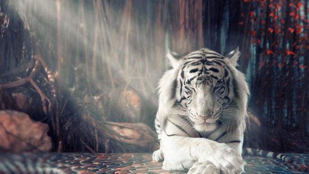 White Tiger Dreamy Wallpaper