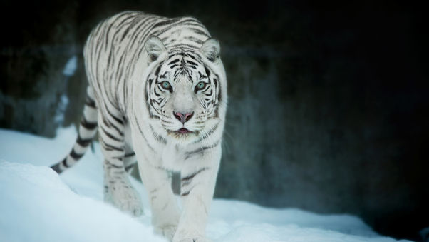 White Tiger In Snow Wallpaper