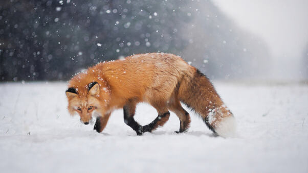 Wild Fox In Snow Wallpaper