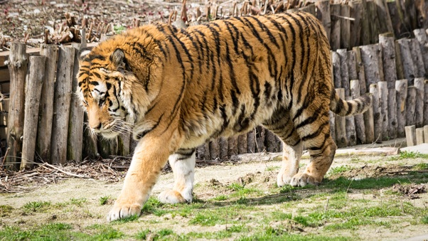 Wild Tiger In Zoo 5k Wallpaper