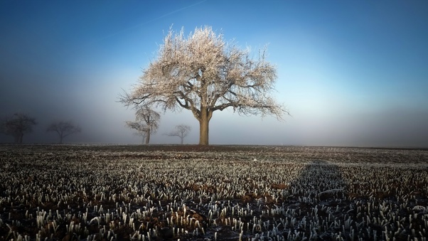 Winter Field Landscape Trees Wallpaper