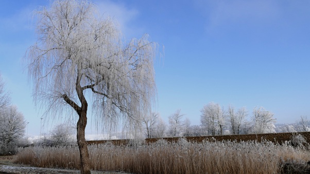 Winter Nature Frost Trees 5k Wallpaper