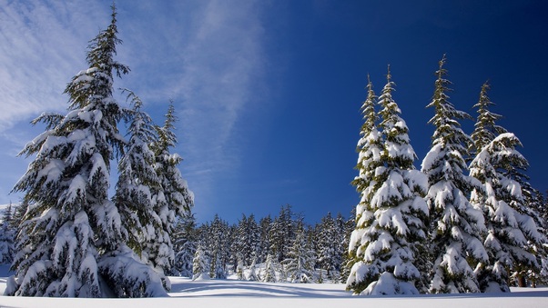 Winter Snow Pine Trees Wallpaper