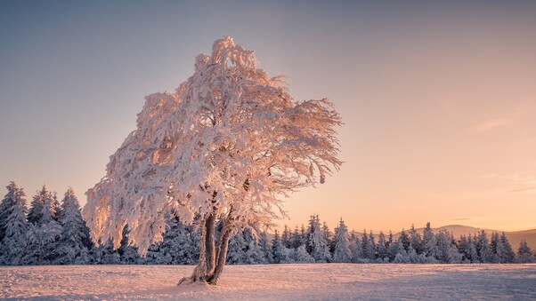 Winter Snow Trees Wallpaper