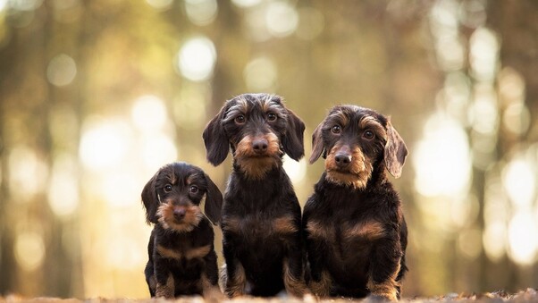 Wirehaired Dachshund Dogs Wallpaper