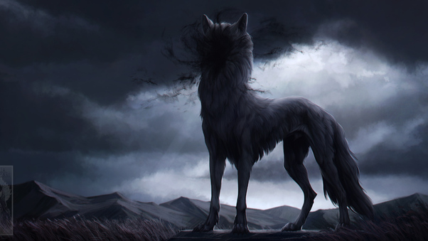 Wolf In Shadow 4k Wallpaper