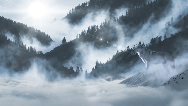 Wolf In Snow 5k Wallpaper